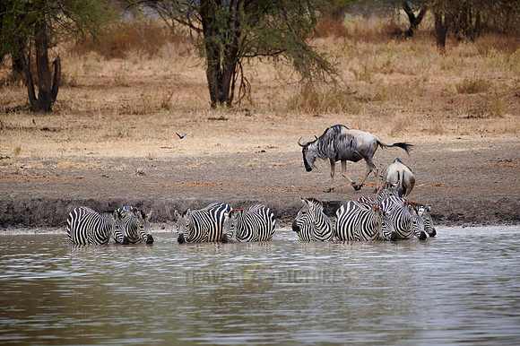 herd of plains zebra (Equus quagga) drinking at waterhole