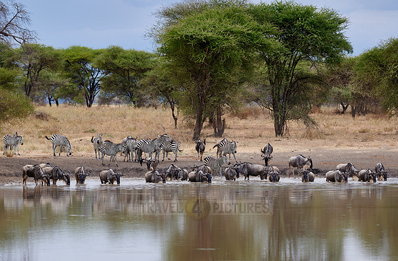 herd of wildebeest and plains zebra (Equus quagga) at waterhole