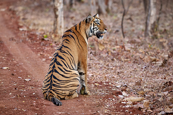 Bengal tiger (Panthera tigris tigris)