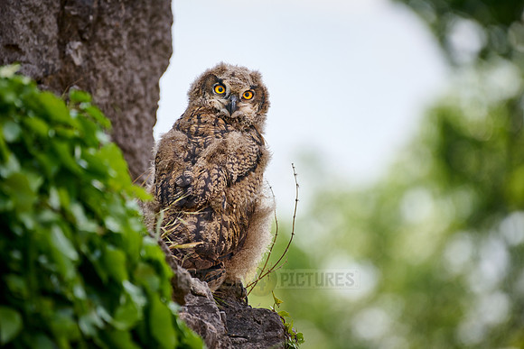 Eurasian eagle-owl (Bubo bubo), youngster on a rock