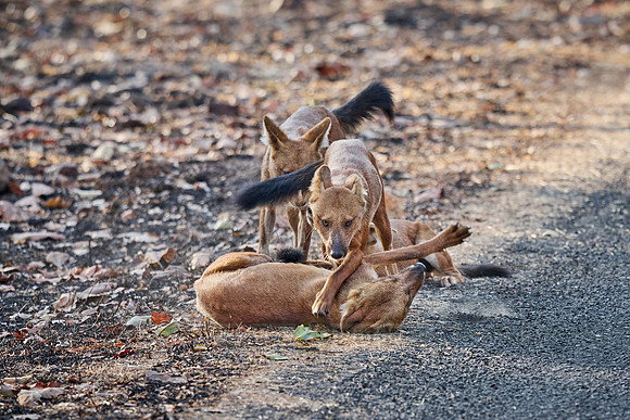 pack of dhole (Cuon alpinus) or indian wild dog