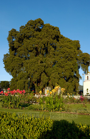 Arbol del Tule