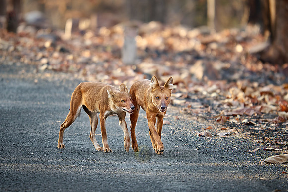 pack of dhole (Cuon alpinus) or indian wild dog