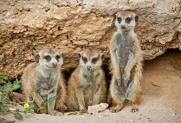 meerkat or suricate, Suricata suricatta