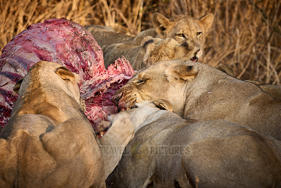 pride of lioness (Panthera leo) at buffalo kill