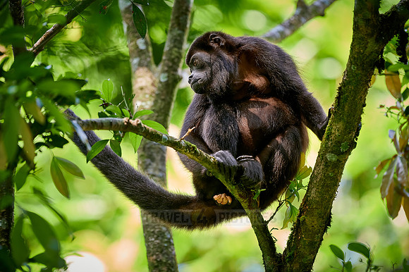 mantled howler (Alouatta palliata)