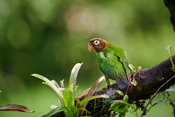 Brown-hooded Parrot (Pyrilia haematotis)