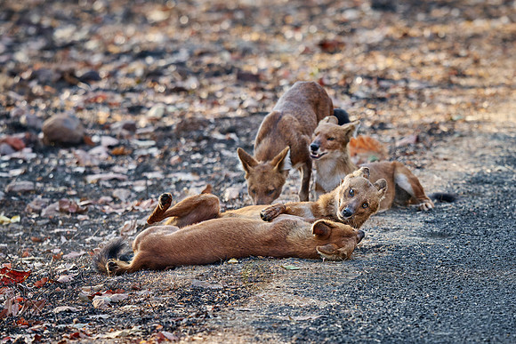 pack of dhole (Cuon alpinus) or indian wild dog