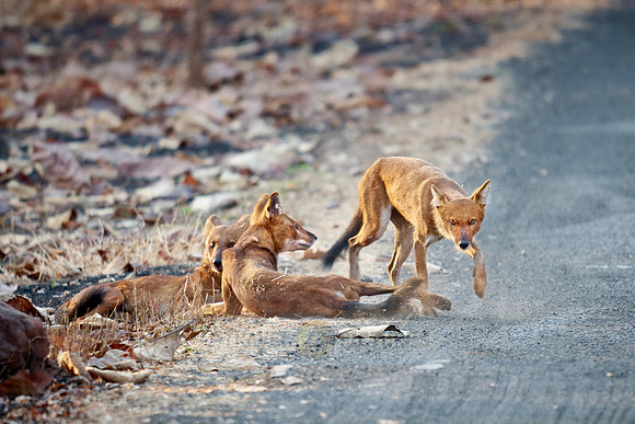 pack of dhole (Cuon alpinus) or indian wild dog