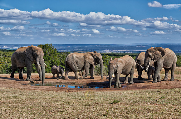 herd of African bush elephant
