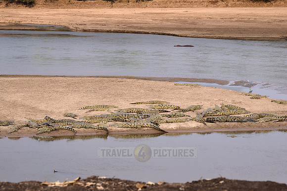 Large group of Nile crocodiles (Crocodylus niloticus) on a sandbank of the Luangwa River