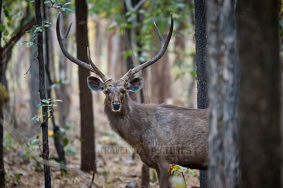 Sambar (Rusa unicolor)