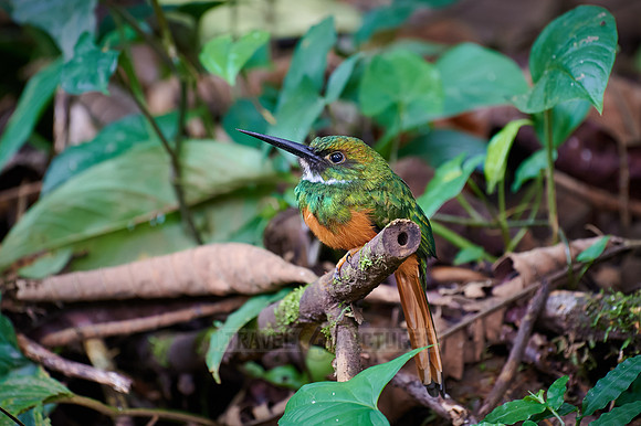 rufous-tailed jacamar (Galbula ruficauda)