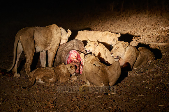 night shot pride of lioness (Panthera leo) at buffalo kill