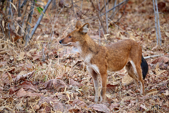 dhole (Cuon alpinus) or indian wild dog