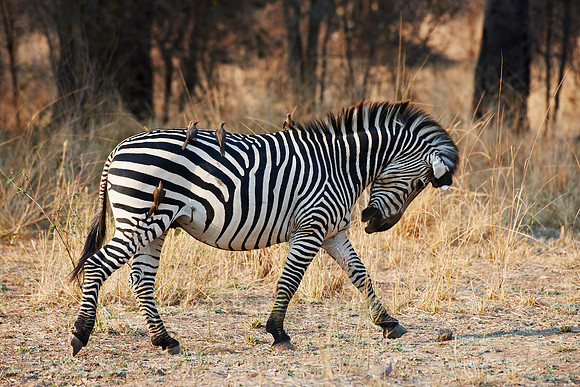 Plains Zebra or Burchell's zebra
