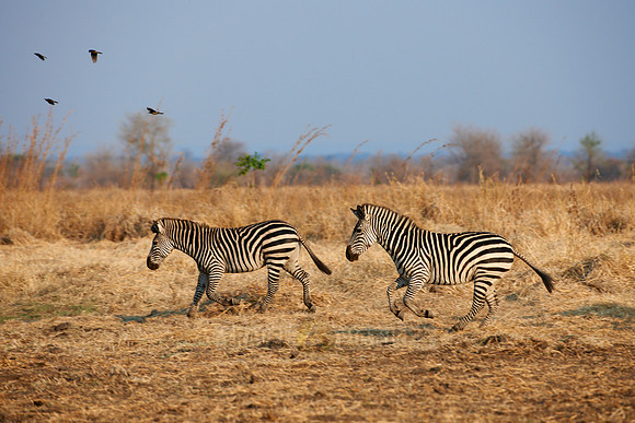 Plains Zebra or Burchell's zebra