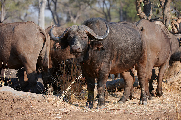 African buffalo, Syncerus caffer