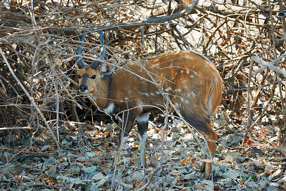 male Bushbuck