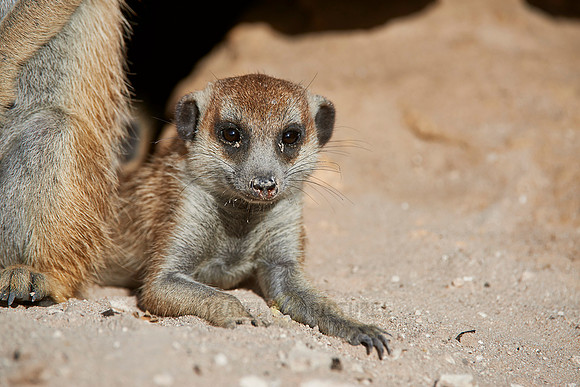 Erdmaennchen, Suricata suricatta  |meerkat or suricate, Suricata suricatta|
