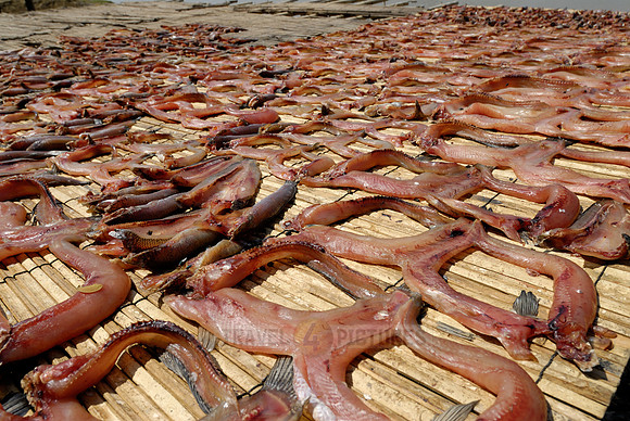 dried fish at fishing village