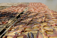 dried fish at fishing village