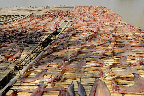 dried fish at fishing village