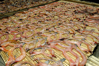 dried fish at fishing village