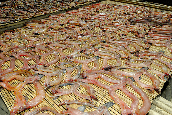 dried fish at fishing village