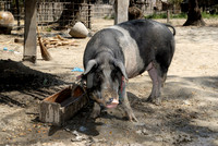 pig in village near Kyaikhtiyo