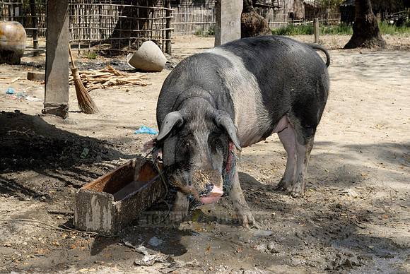 pig in village near Kyaikhtiyo