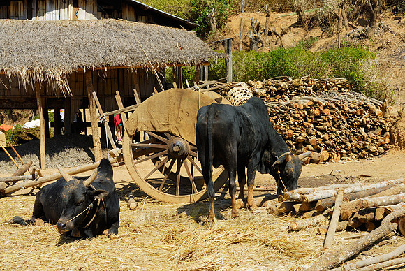 typical housing of Palaung tribe