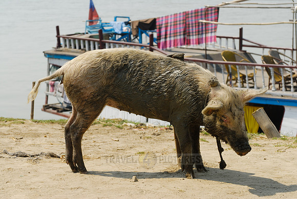 pig at Irrawaddy River