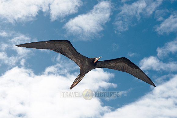 flying Frigatebird
