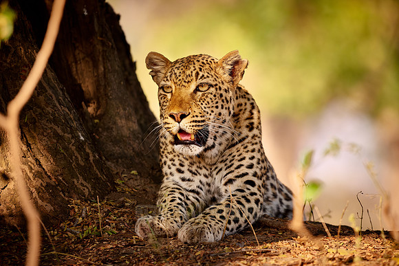 African leopard (Panthera pardus pardus)