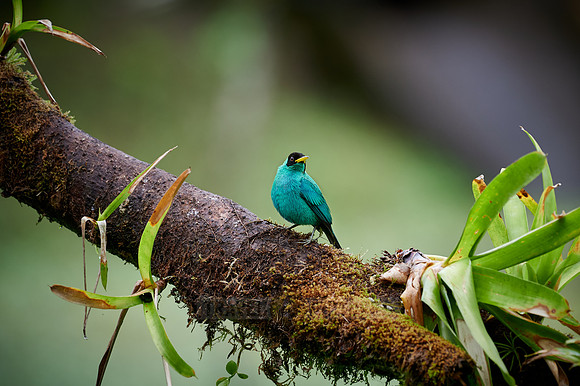 male green honeycreeper (Chlorophanes spiza)