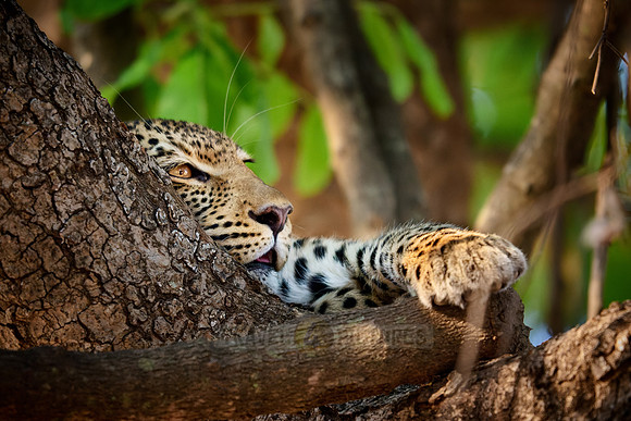 portrait of a young African leopard