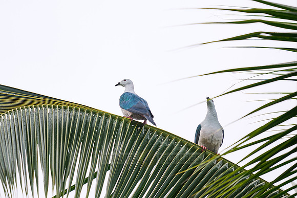 spice imperial pigeon (Ducula myristicivora)