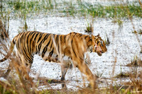 Bengal tiger (Panthera tigris tigris)