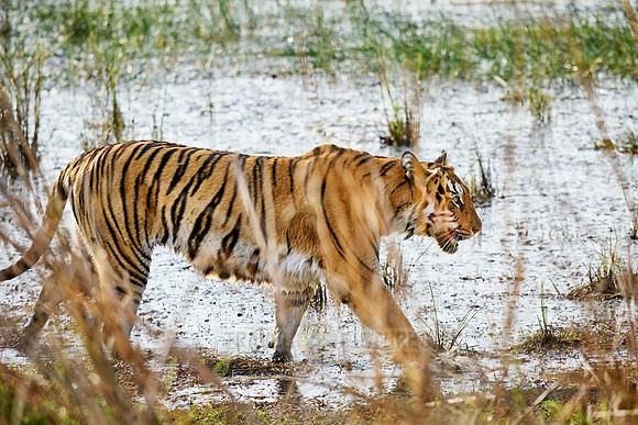 Bengal tiger (Panthera tigris tigris)