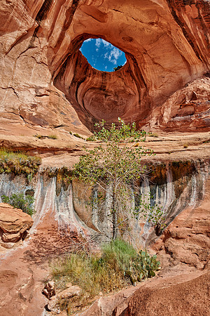 Bowtie Arch