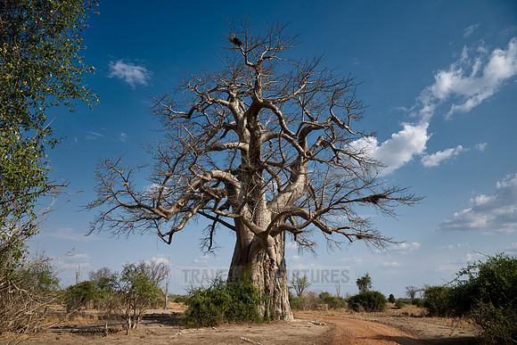 African baobab, Adansonia digitata