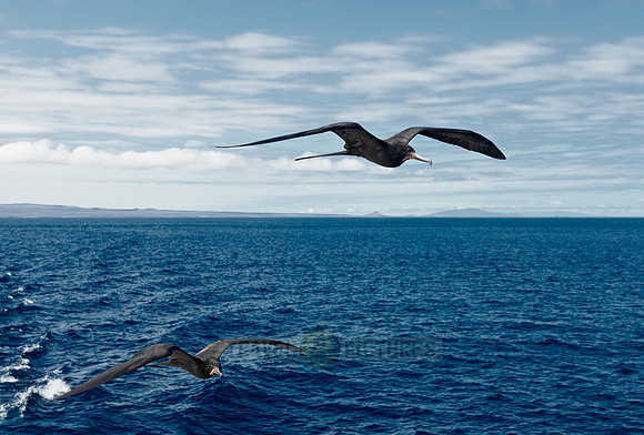 flying Frigatebird