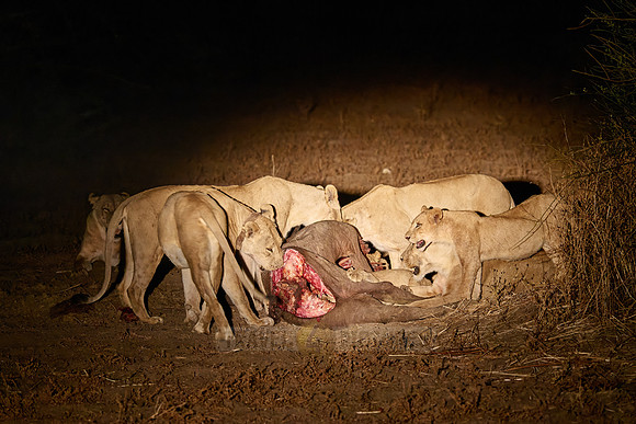 night shot pride of lioness (Panthera leo) at buffalo kill