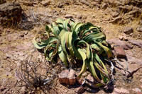 Welwitschia plant (Welwitschiaceae) at Three Stages Petrified Forest