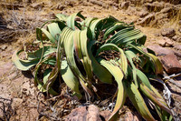 Welwitschia plant (Welwitschiaceae) at Three Stages Petrified Forest