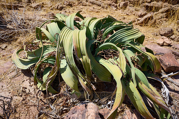 Welwitschia plant (Welwitschiaceae) at Three Stages Petrified Forest