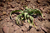 Welwitschia plant (Welwitschiaceae) at Three Stages Petrified Forest