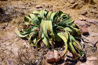 Welwitschia, 11-2023