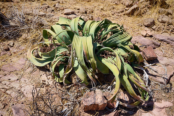 Welwitschia plant (Welwitschiaceae) at Three Stages Petrified Forest